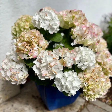 شقة Linneweber فيلنغن